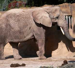 Slon, Zoo Dvůr Králové