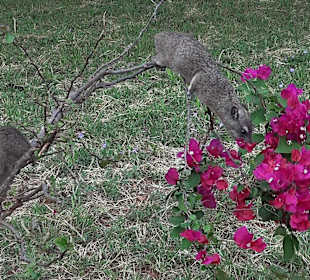 Clippschliefer in der Voi Safari Lodge