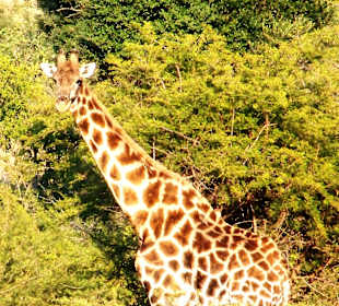 Giraf tijdens safari