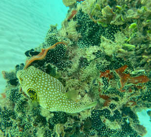 Schnorcheln Hurghada