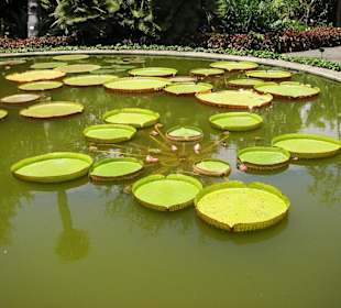 Blätter wie Tortenteller