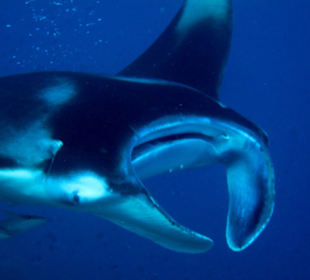 Manta