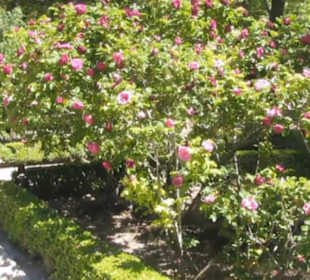 Real Jardín Botánico de Madrid