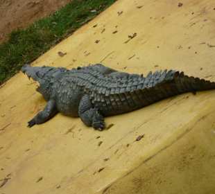 Alligator