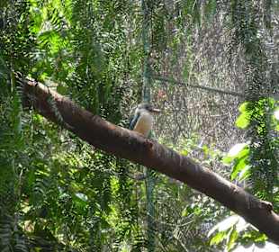 Ich habe ihn Fred getauft!