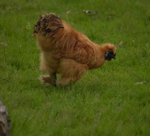 Naturwildpark Granat 