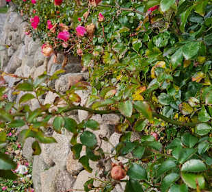 Rosen in Wenningstedt 