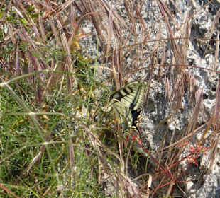 Im Parc natural de s’Albufera de Mallorca