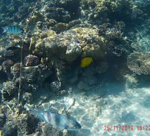 Schnorcheln Hurghada