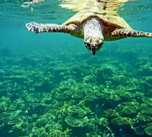 Schnorcheln Sahl Hasheesh