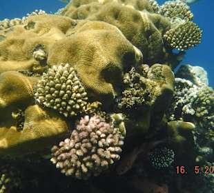 Super schöne Riffe