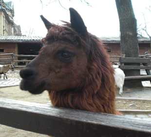 Lama