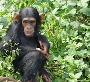 Geführte Touren Karibu Safaris Uganda