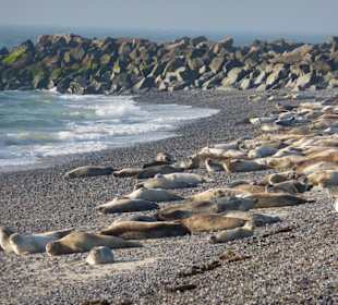 Robben auf freier Wildbahn