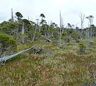 Shoreline Bog Trail