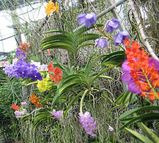 Orchideen