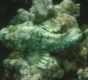 Steinfisch auf den Korallen