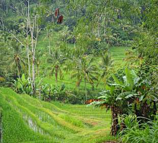 Ricefield