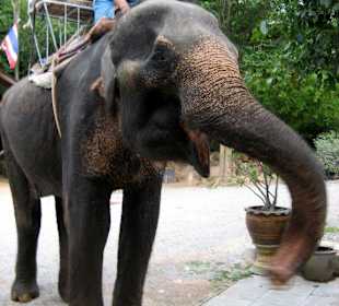 Elephant Village 04