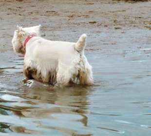 Kleine Pfützen für große Schwimmer