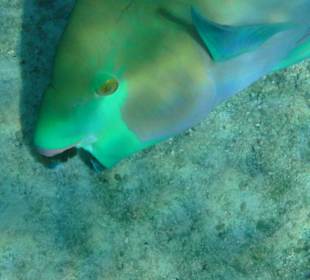 Papageienfisch