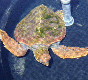 Aufzuchtstation in Morro Jable Hafen