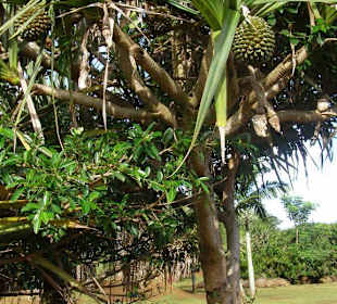 Seltsamer Baum im Park