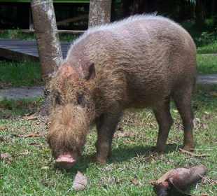 Wildschwein