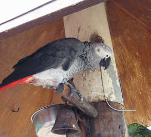 Graupapagei an der Strandpromenade Playa Blanca