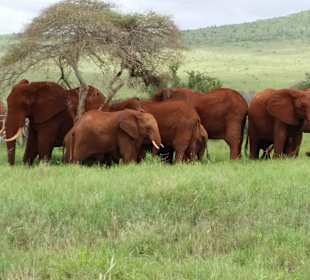 Sarova Salt Lick Game Lodge
