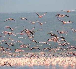 Flamingos am Lake Nakuru