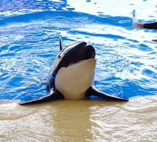 Die Orcashow im Loro Parque