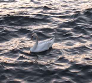 Nature como lake