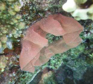 Малюски испанского танцора