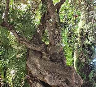 Stadtrundfahrt Palma