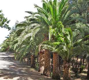 Eindrücke von der Wanderung durch den Palmenhain