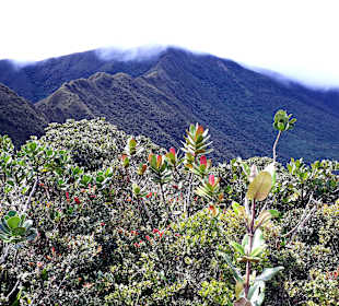 Podocarpus Nationalpark