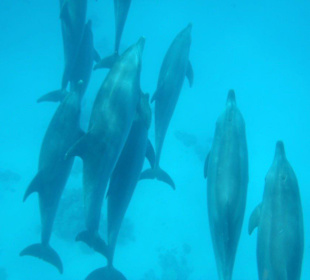 Mit den Delfinen auf "Tuchfühlung"