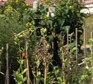 Botanischer Garten München