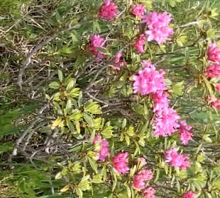 Alpenrosen