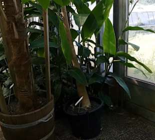 Botanischer Garten 