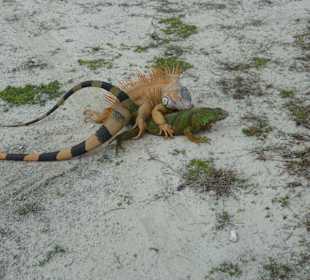 Ablenkung vom Golfspiel