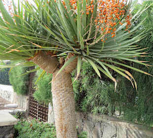 Tropischer Drachenbaum