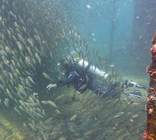 Tauchen am Wrack der Fähre in der Bucht Samana