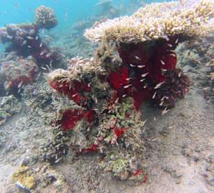 Korallen & Jungfische