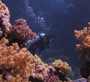 Tauchen Marsa Alam