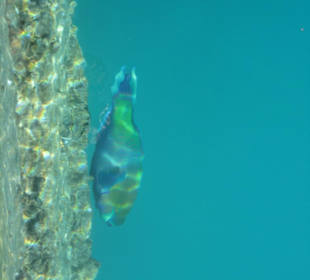 Ein gigantischer Papageifisch