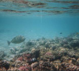 Mondo marino di fronte all'hotel