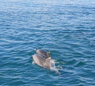 Delfini nel golfo di fronte al castello