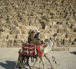 Kamele an den Pyramiden